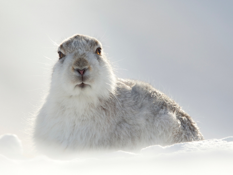 Mountain Hare British Wildlife Photography Awards 2015