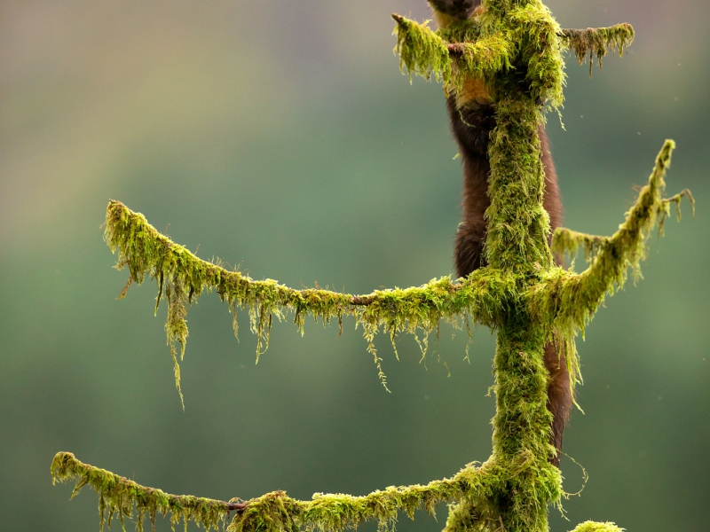 Pine Marten British Wildlife Photography Awards Highly Commended 2015