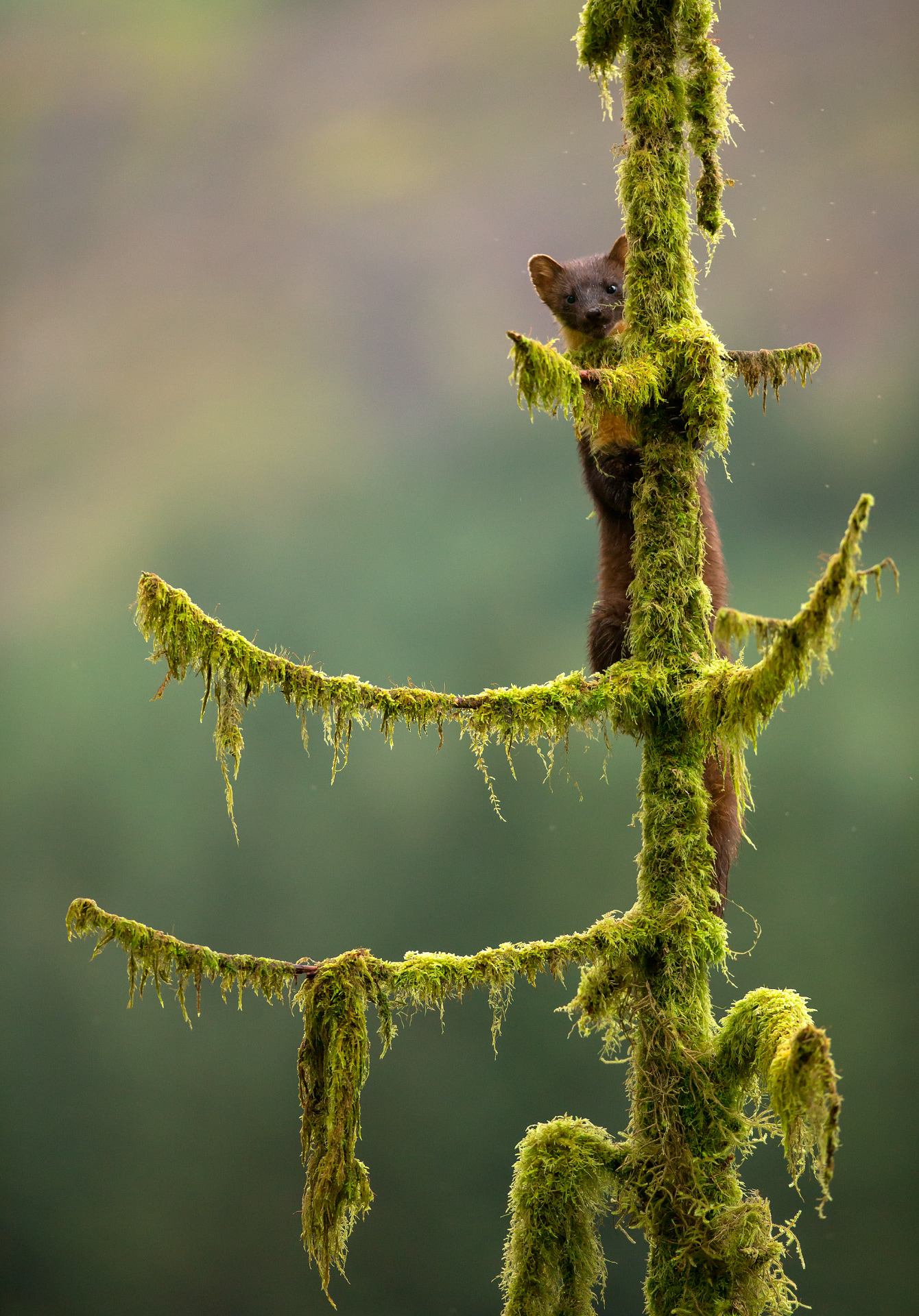 Pine Marten British Wildlife Photography Awards Highly Commended 2015