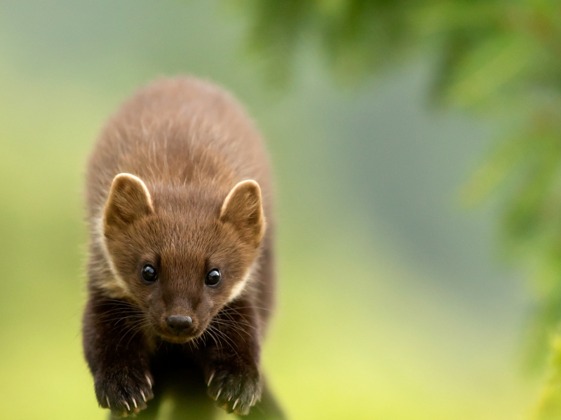 Pine Marten Jumping Towards Me British Wildlife Photography Awards Highly Commended 2016