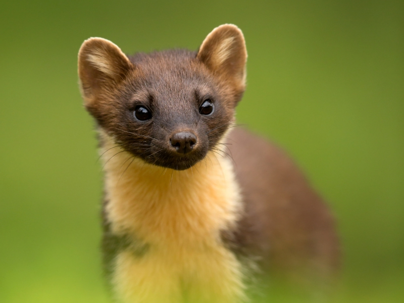 Pine Marten Portrait British Wildlife Photography Awards Highly Commended 2016