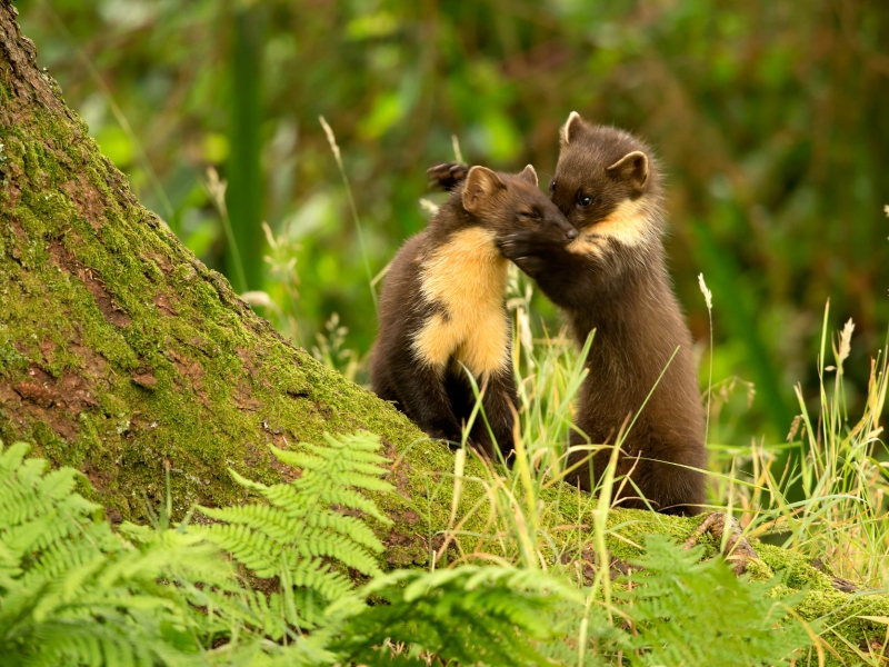 Pine Martens Play Fighting British Wildlife Photography Awards Highly Commended 2015