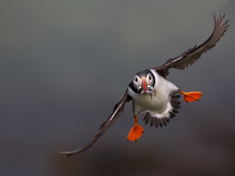 Puffin In Flight Natures Best Bird Behaviour Category Winner 2009