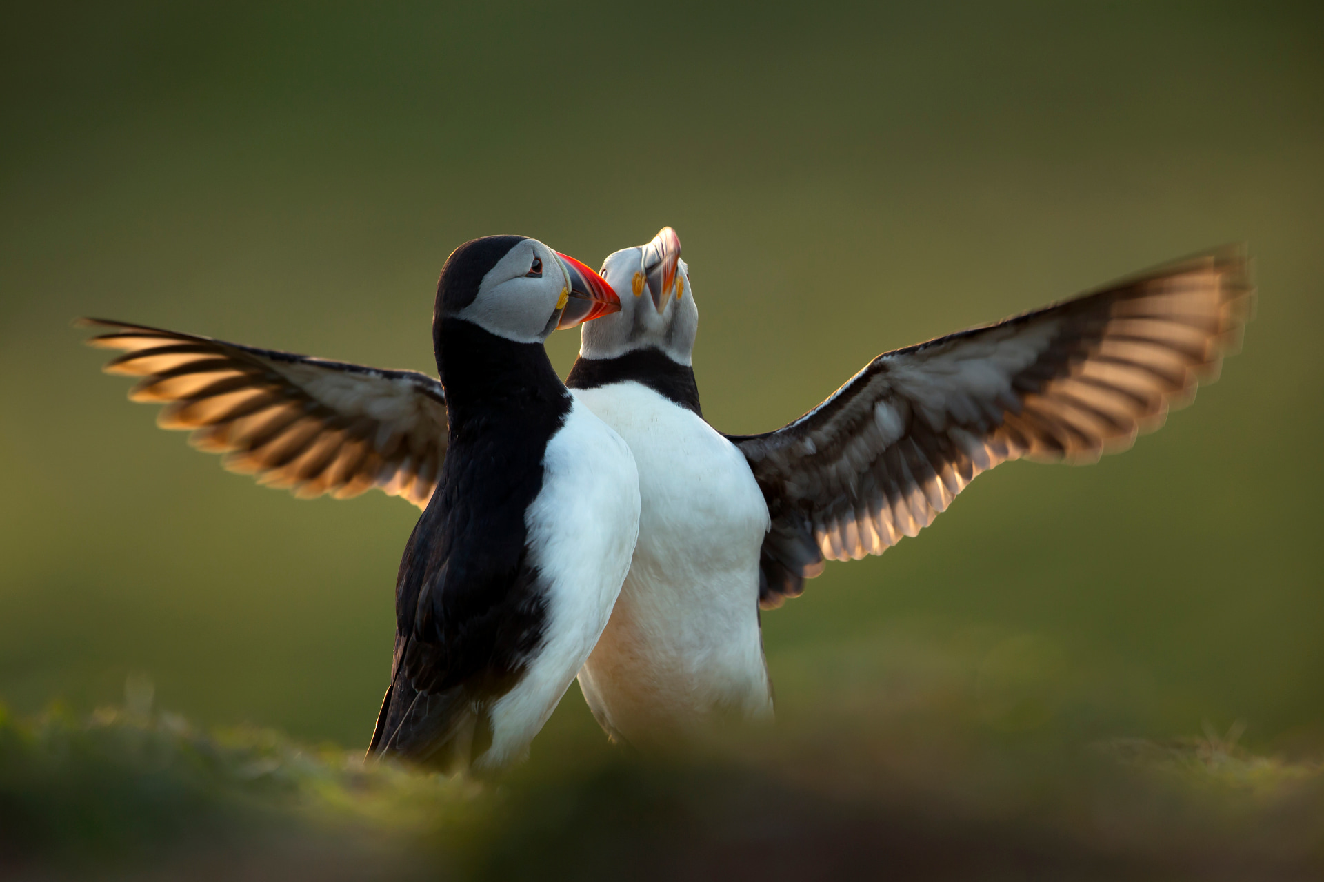 Puffins courtship displaying British Wildlife Photography Awards 2015