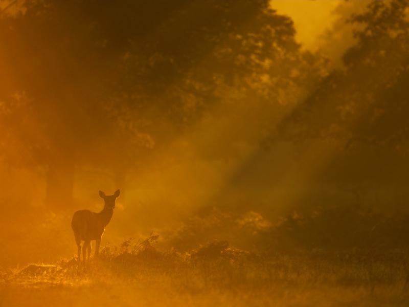 Red Deer Hind In Early Morning Mist