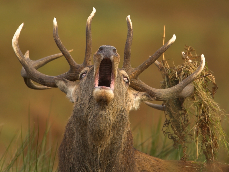 Red Deer Roaring Natures Best Mammal Behaviour Highly Honoured 2009