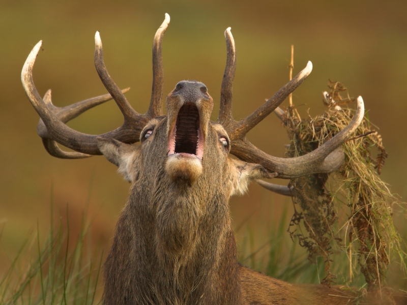 Red Deer Stag Roaring