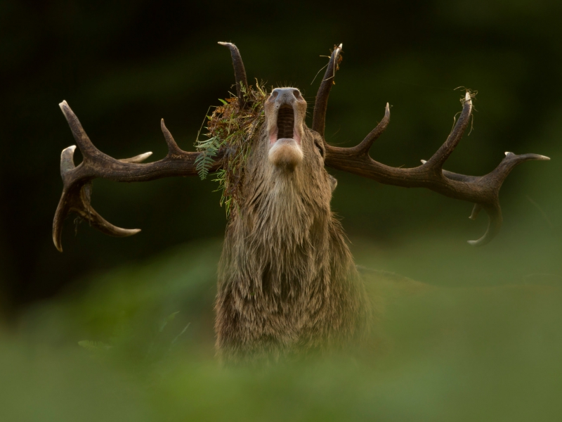 Red Deer Stag Roaring