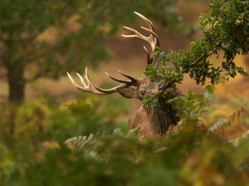 Red Deer Stag Feeding On Oak