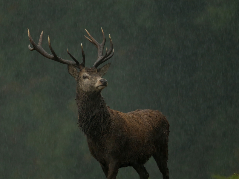 Red Deer Stag In The Rain