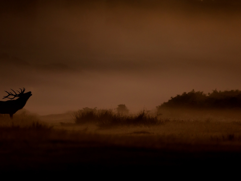 Red Deer Stag Roaring At Dawn