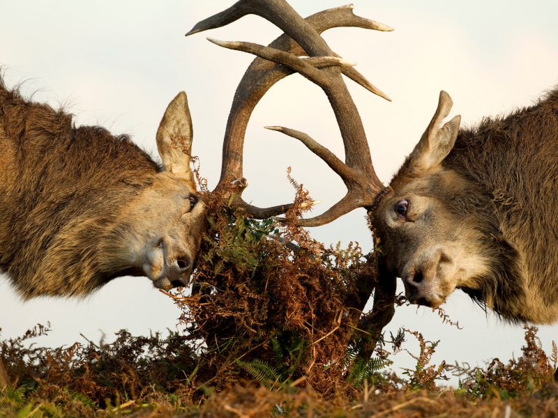 Red Deer Stags Fighing
