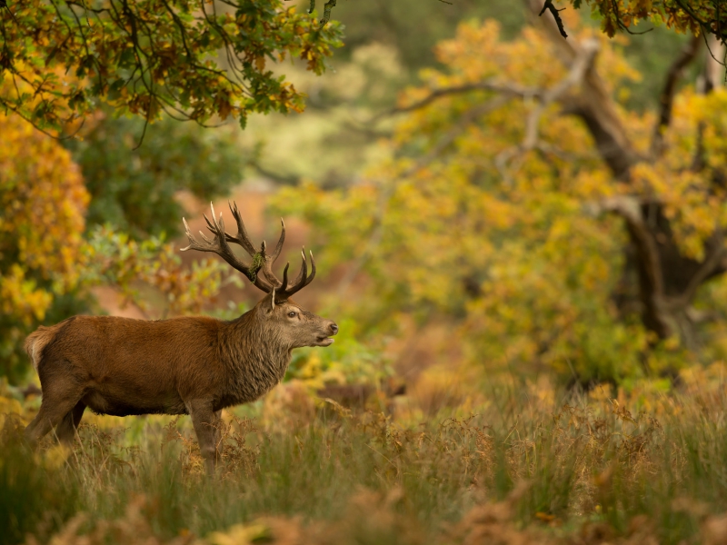 Red Deer And Autumn Colours