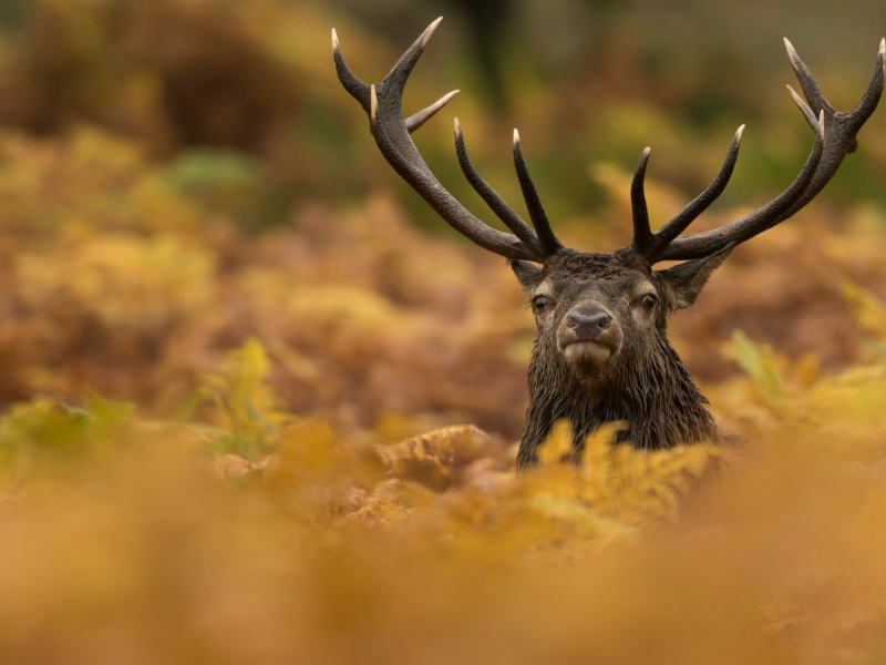 Red Deer And Autumn Colours 5