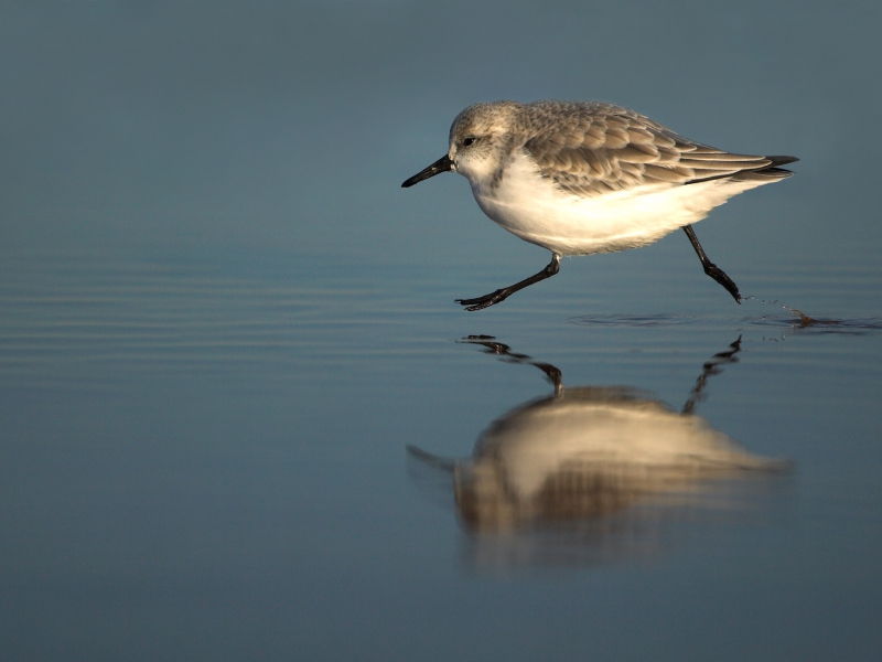 Sanderling Running British Wildlife Photography Highly Commended 2009