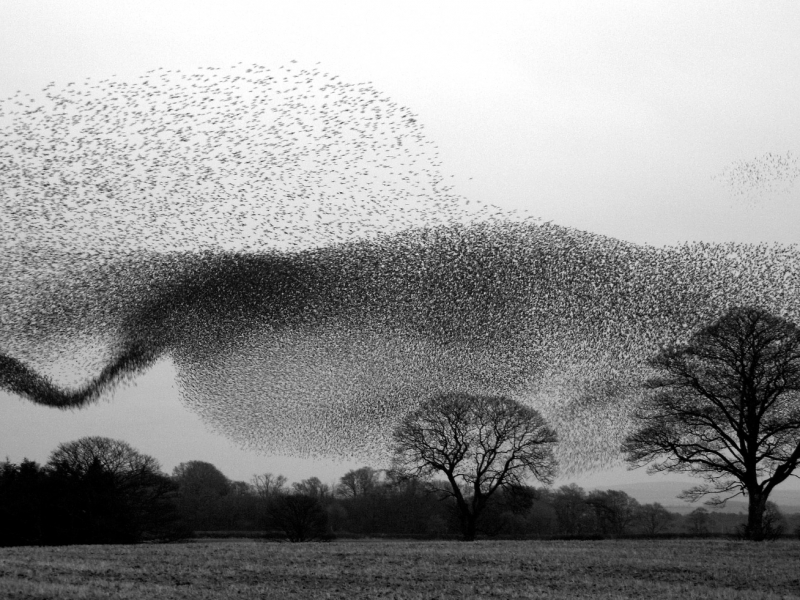 Starling Formation British Wildlife Photography Highly Commended 2009
