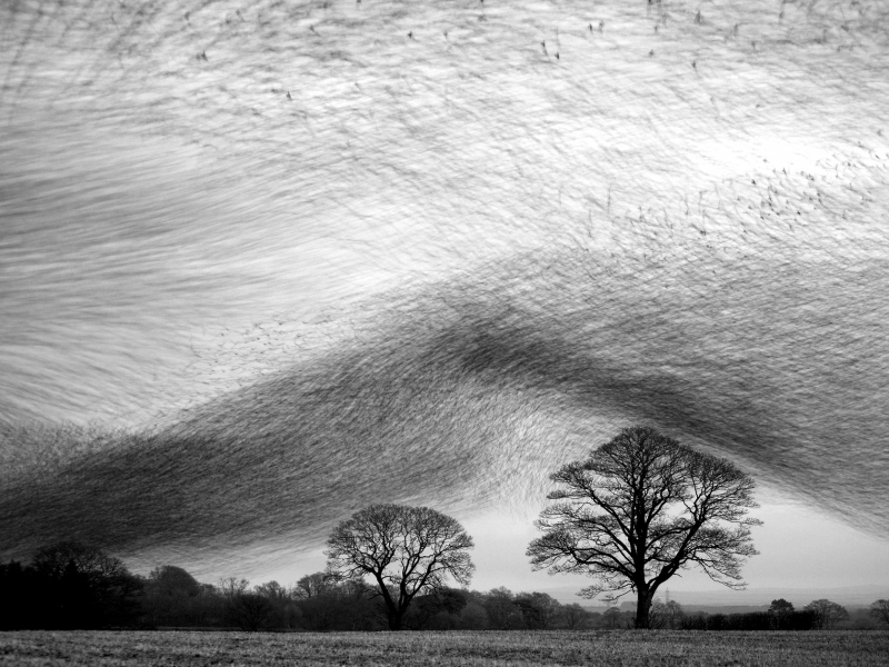 Starling Wave Wildlife Photographer Of The Year 2009