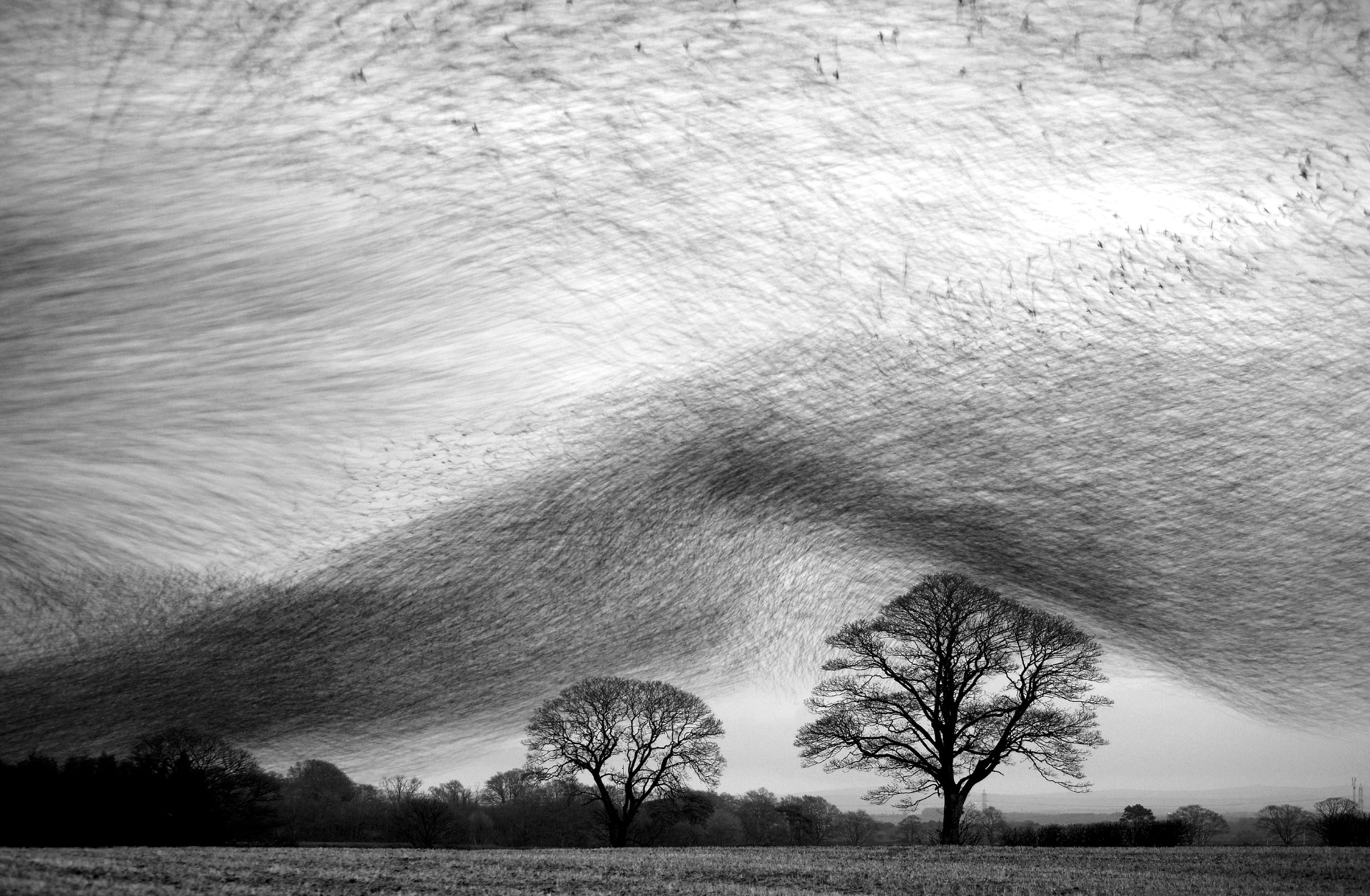 Starling wave Wildlife Photographer of the year 2009