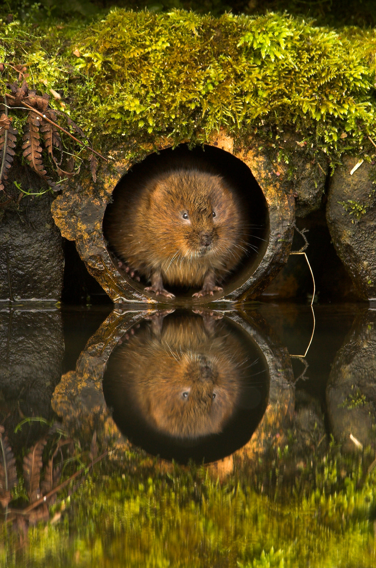 Water Vole in a Water Pipe Wildlife Photographer of the Year 2007