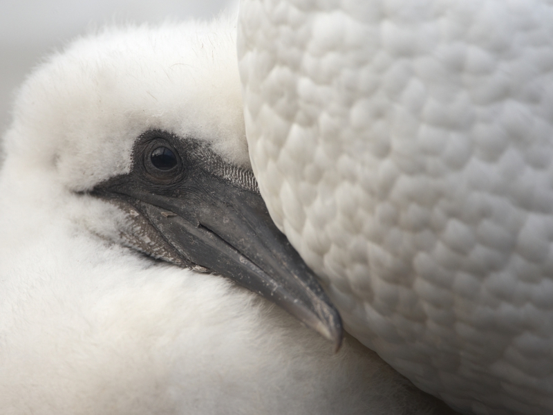 Young Gannet Chick British Wildlife Photography Awards Highly Commended 2010