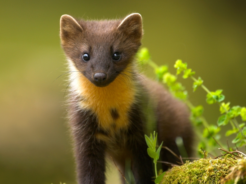 Young Pine Marten NPN Fauna Gallery Overall Winner 2009
