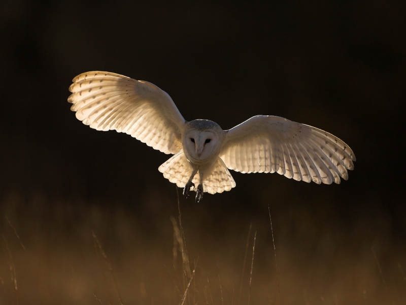 Barn Owl Hunting At Dusk