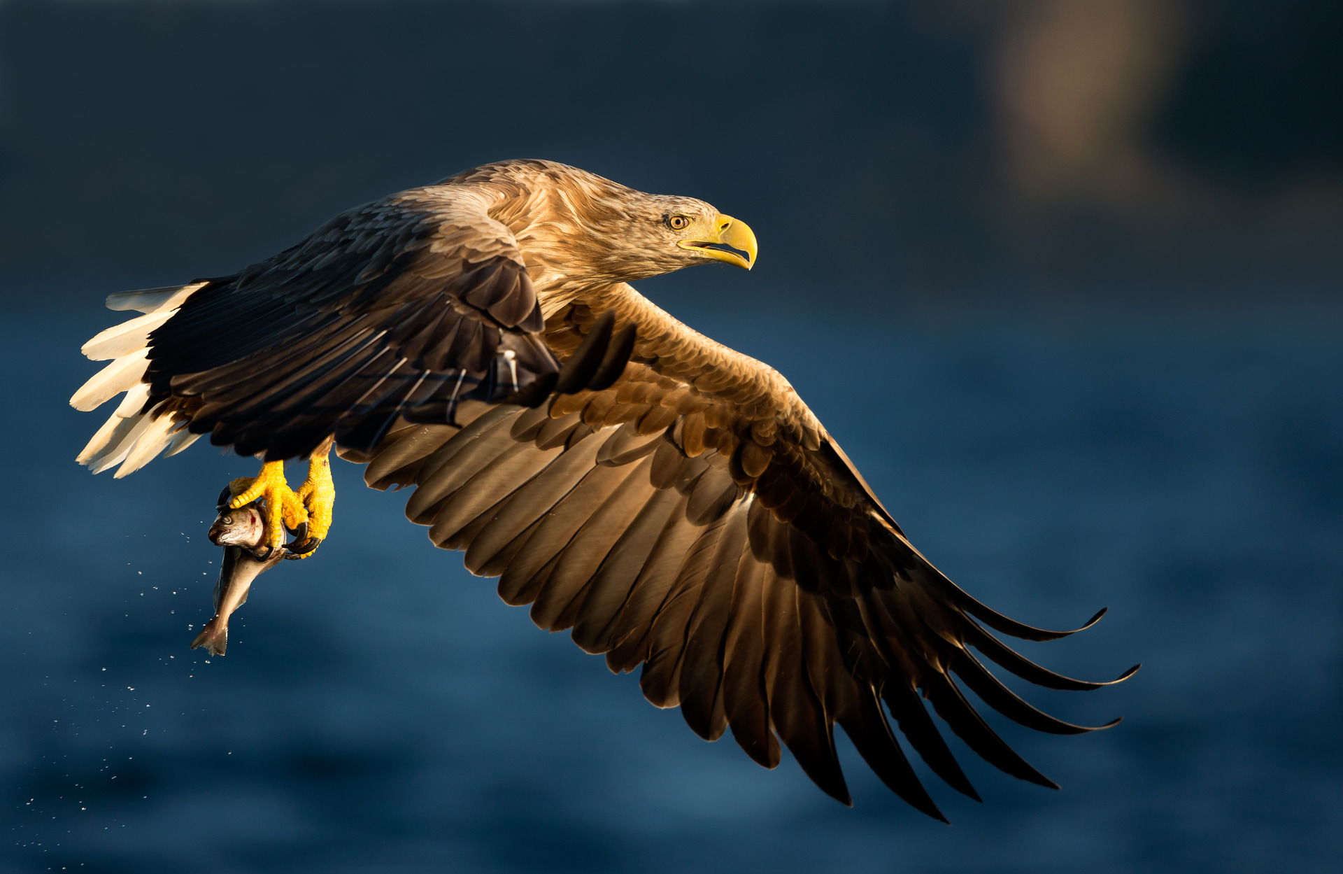 White-tailed Eagle Sept 2014