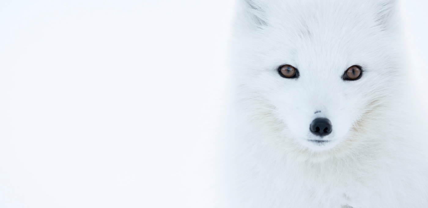 Arctic Fox