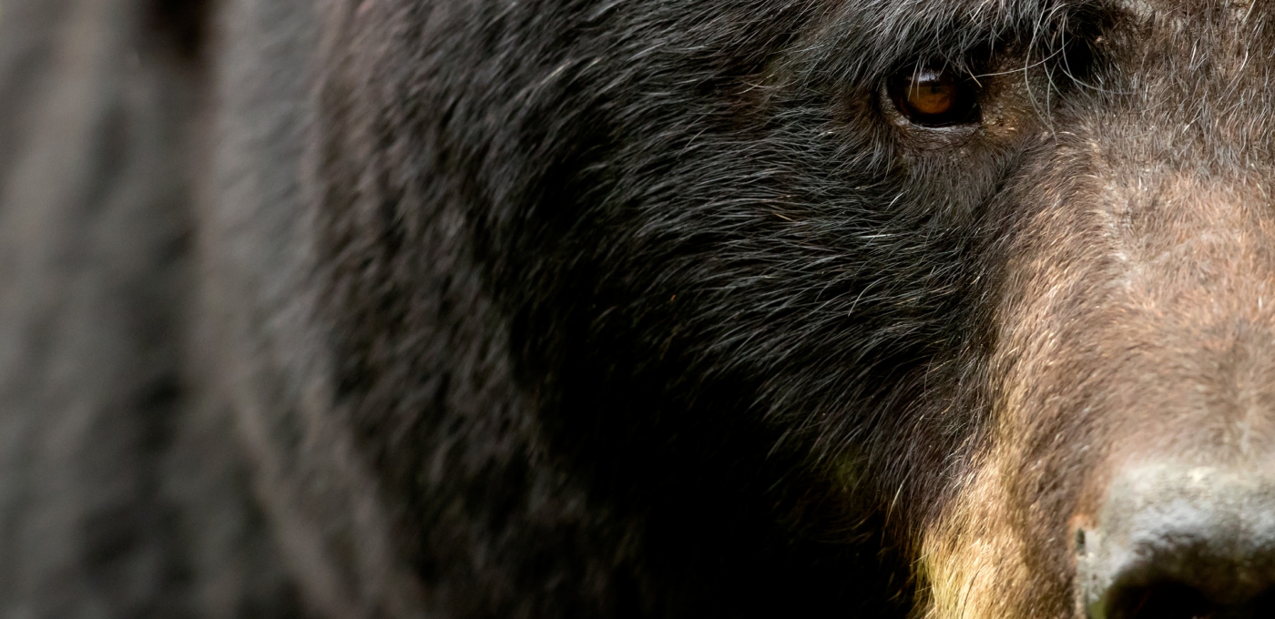 Black Bear Male