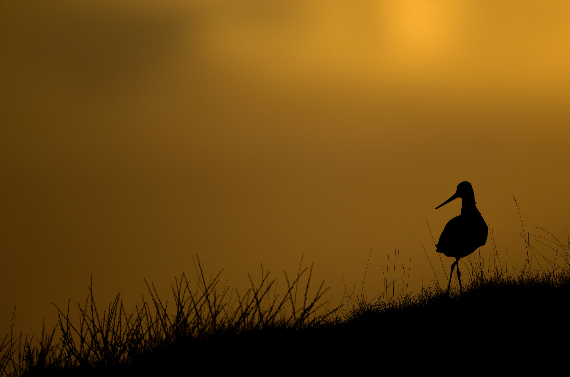 Black Tailed Godwit at dusk