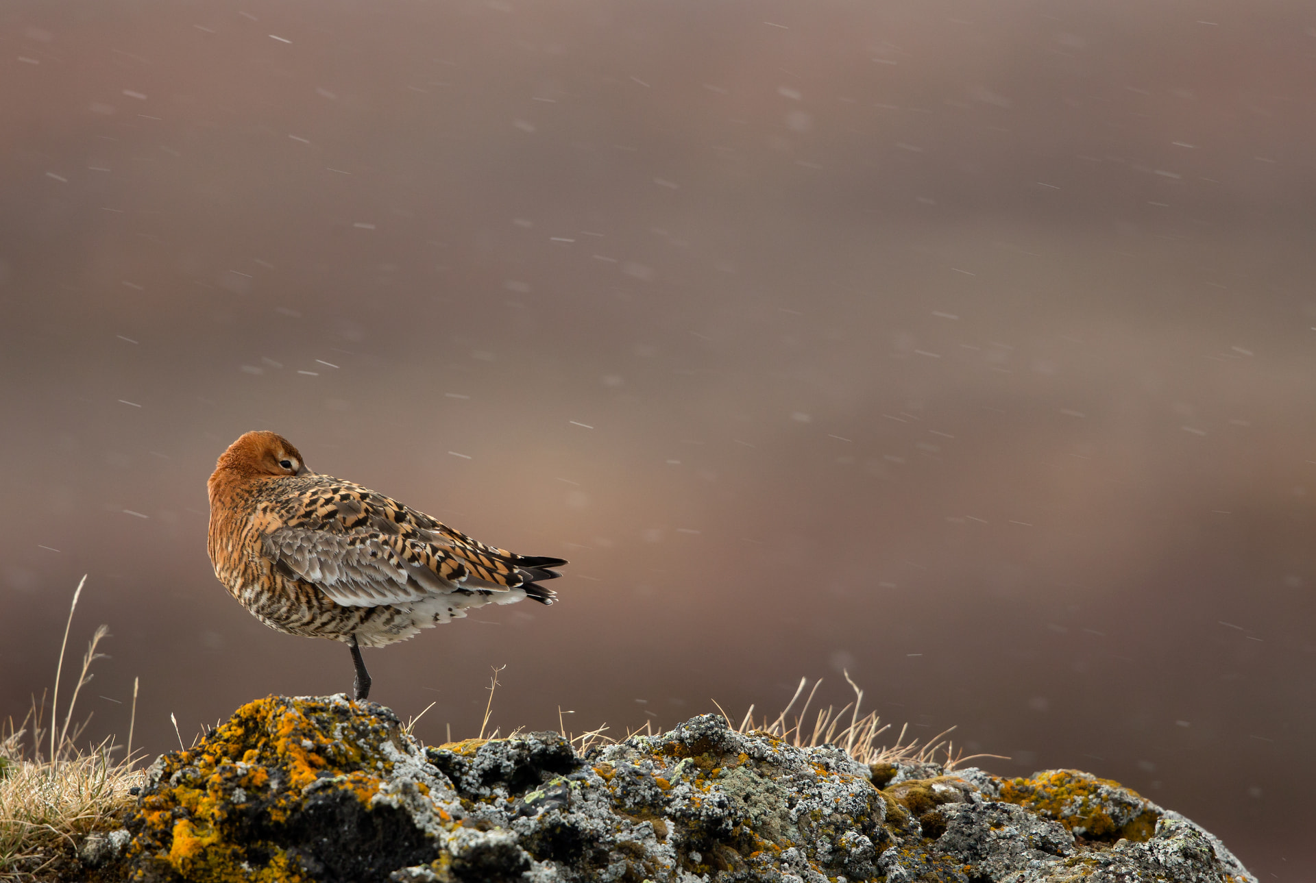 Black-tailed Godwit resting