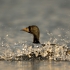 Common Scoter