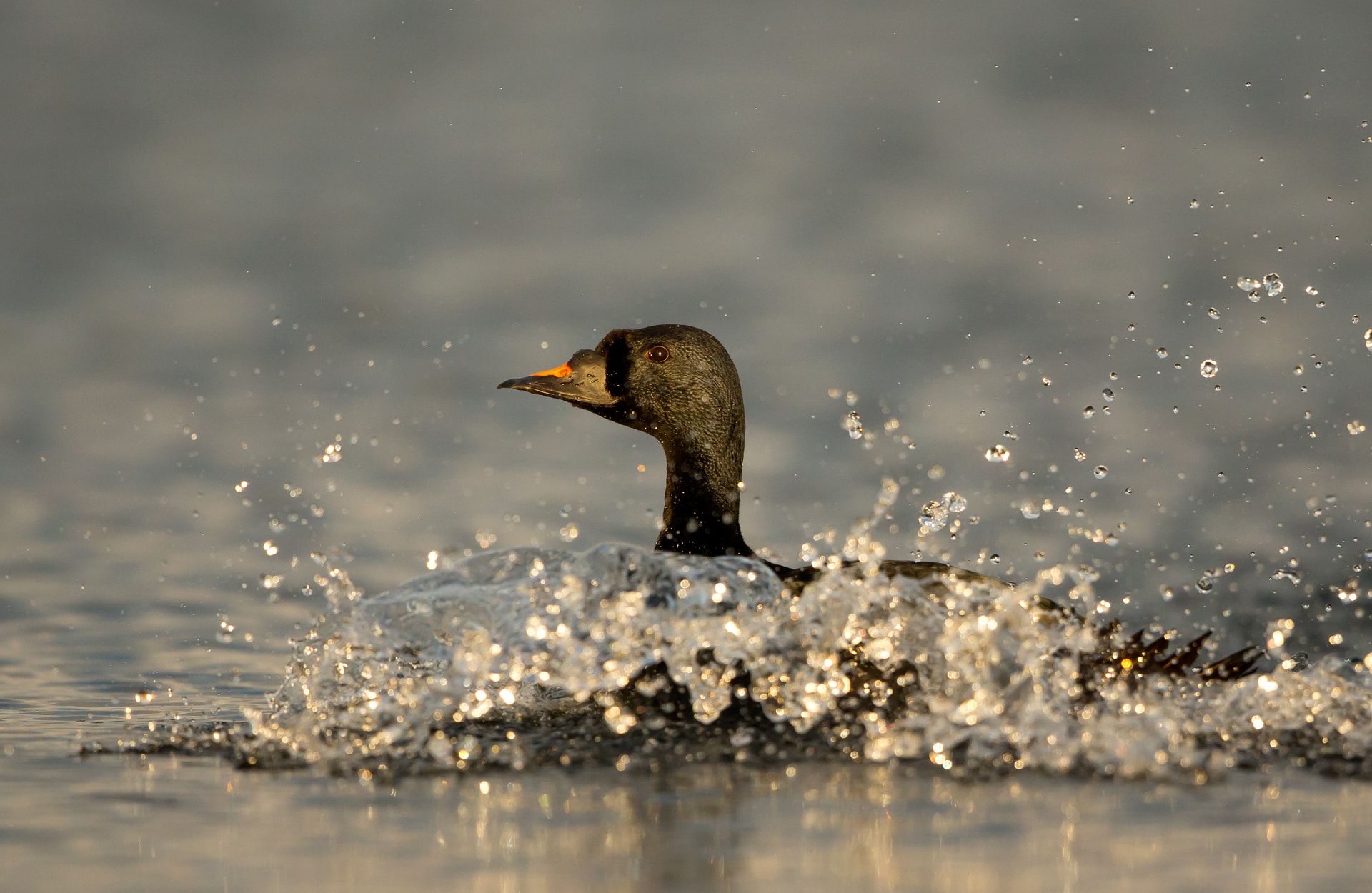 Common Scoter