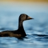 Common Scoter