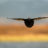 Common Scoter In Flight