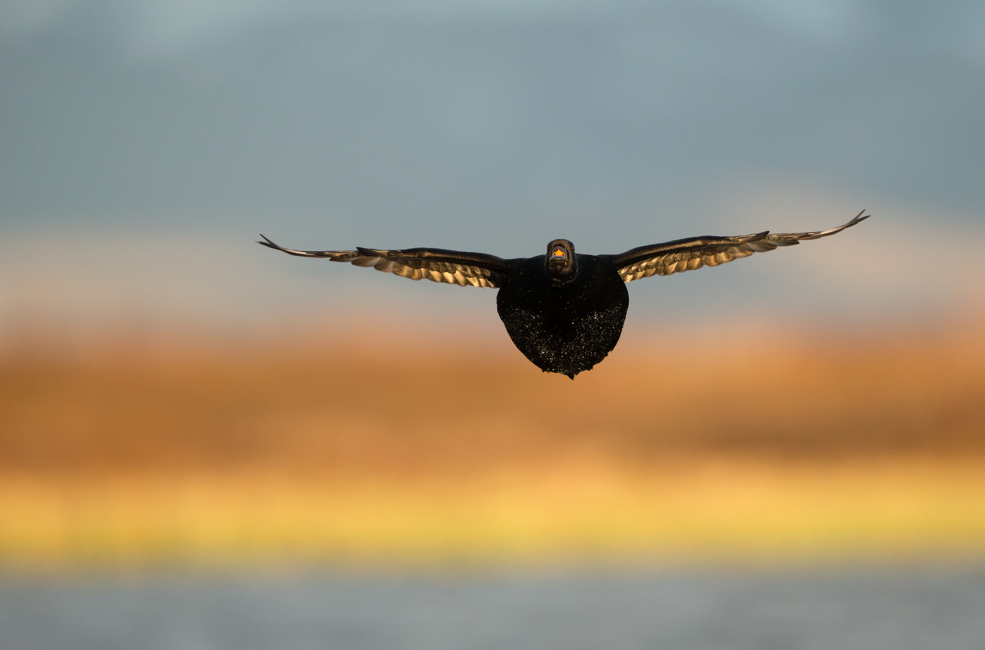 Common Scoter in flight