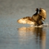 Common Scoter In Flight