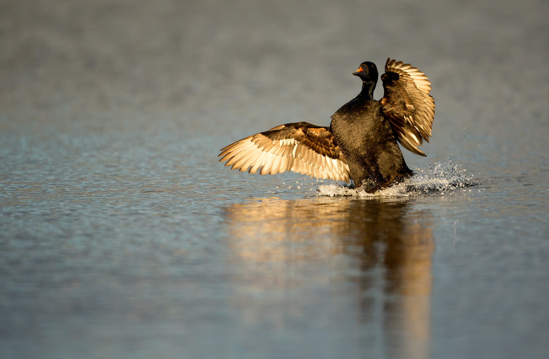 Common Scoter in flight