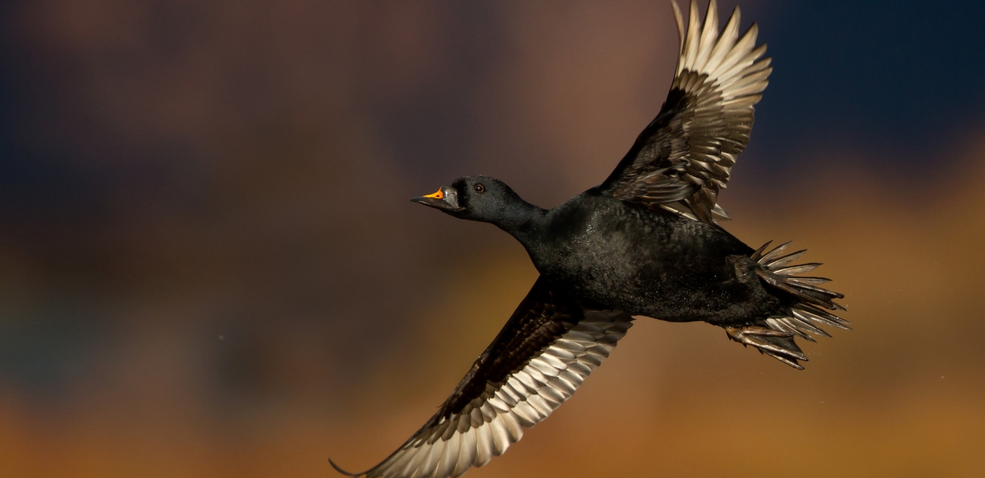 Common Scoter In Flight