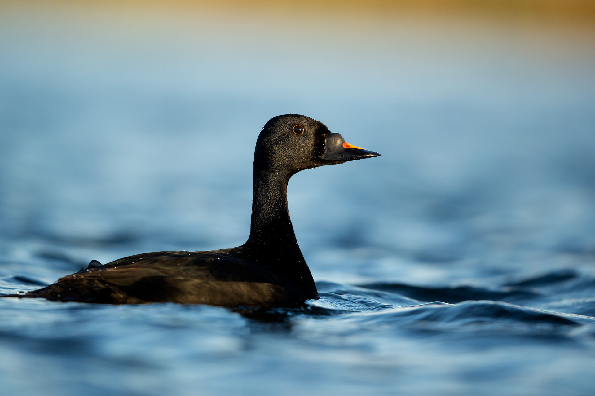 Common Scoter