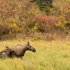 Female And Calf Moose