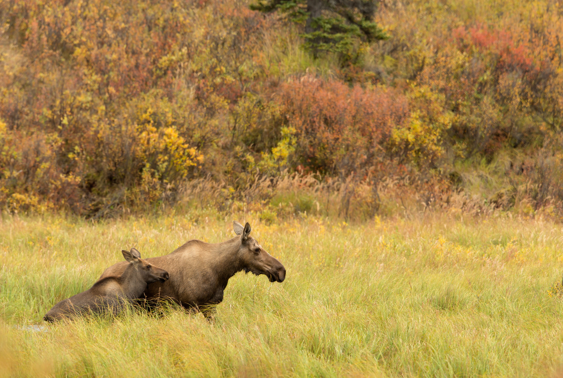 Female and Calf Moose