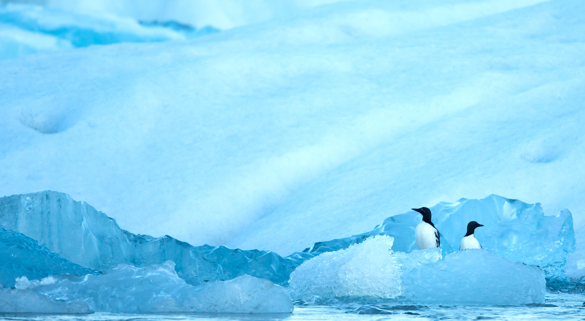 Guillemots resting on Ice