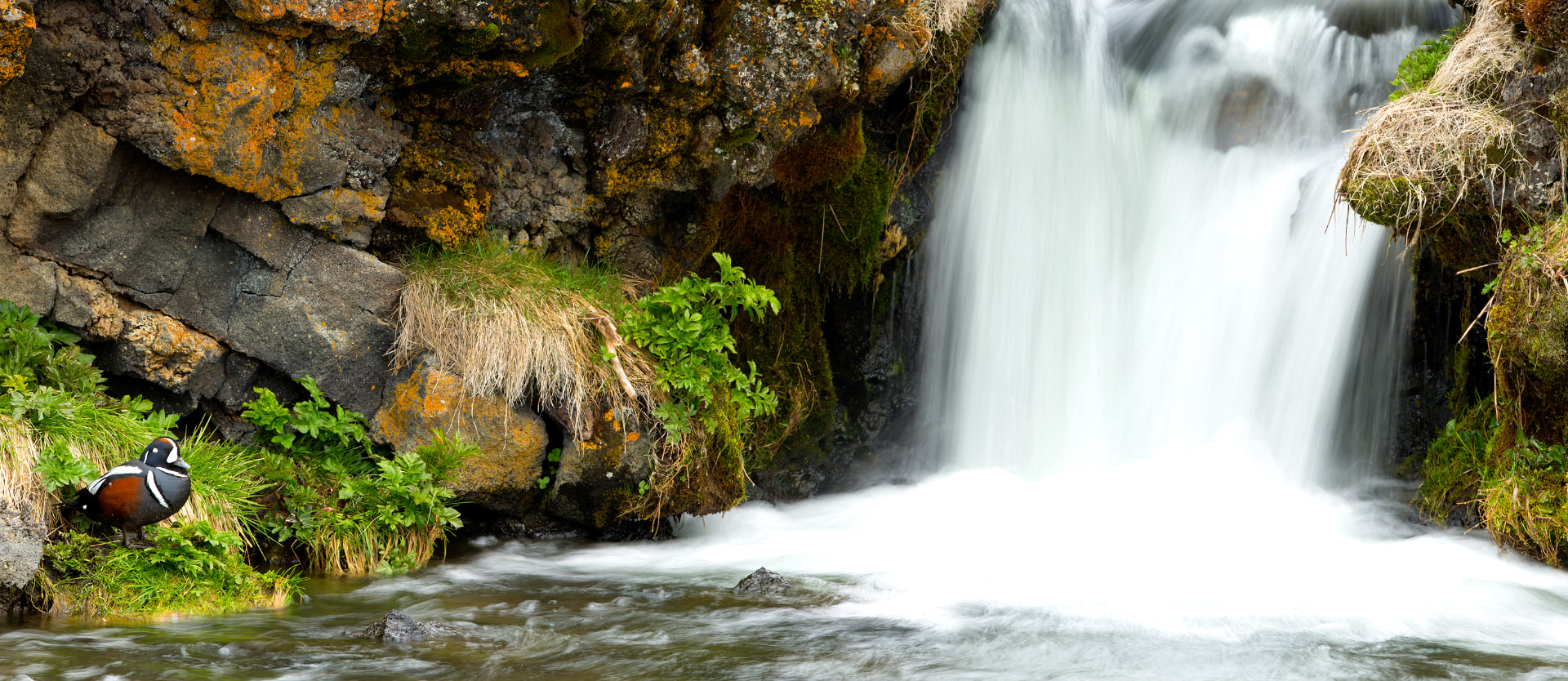Harliquin Duck and Waterfall
