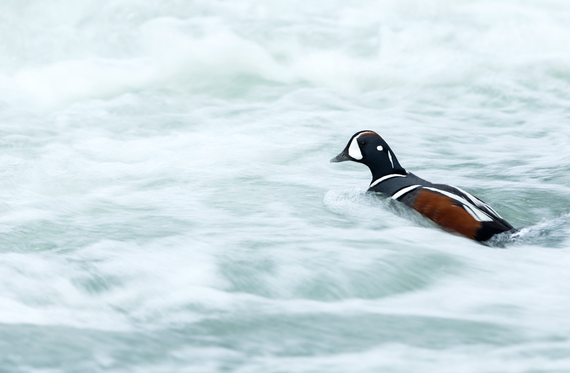 Harliquin Duck and rapids 1