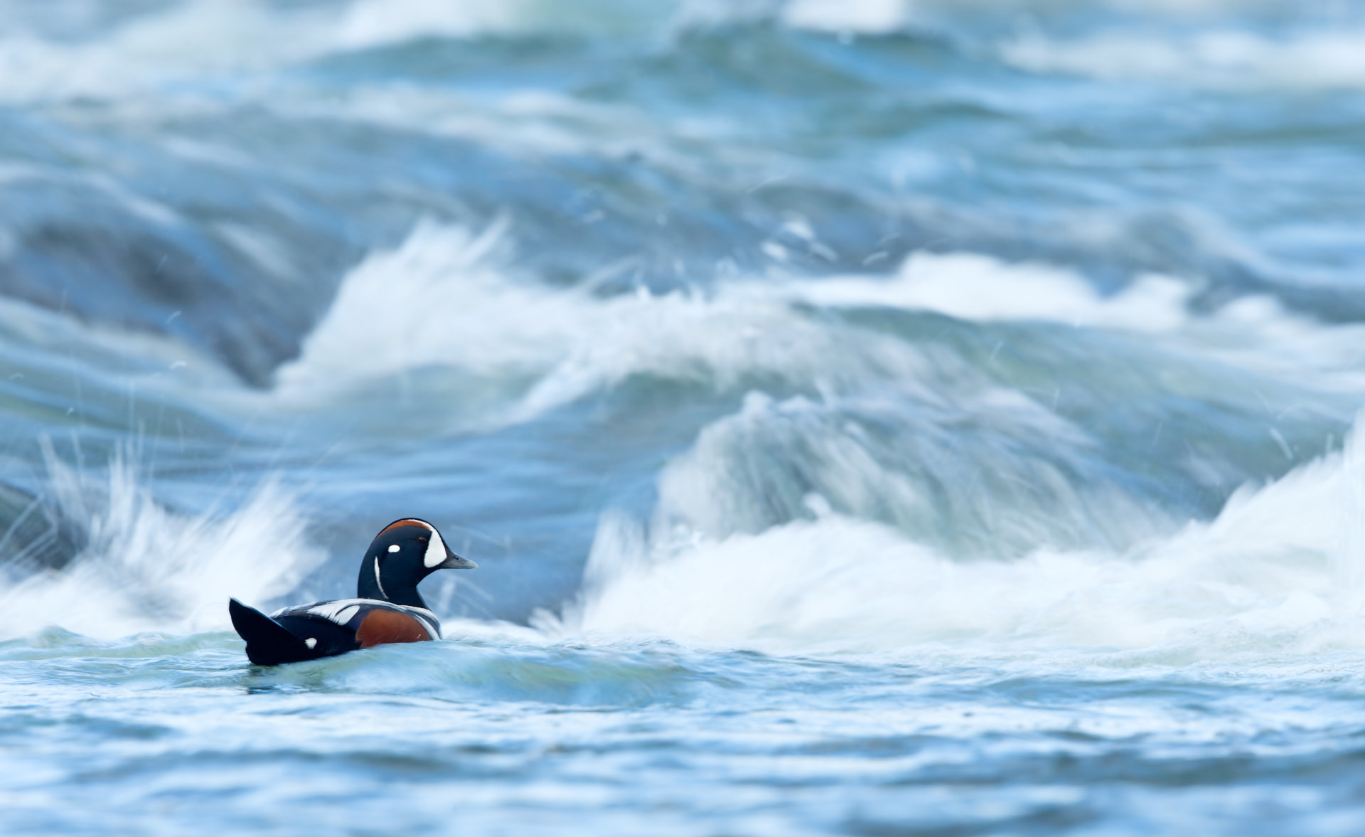 Harliquin Duck and rapids