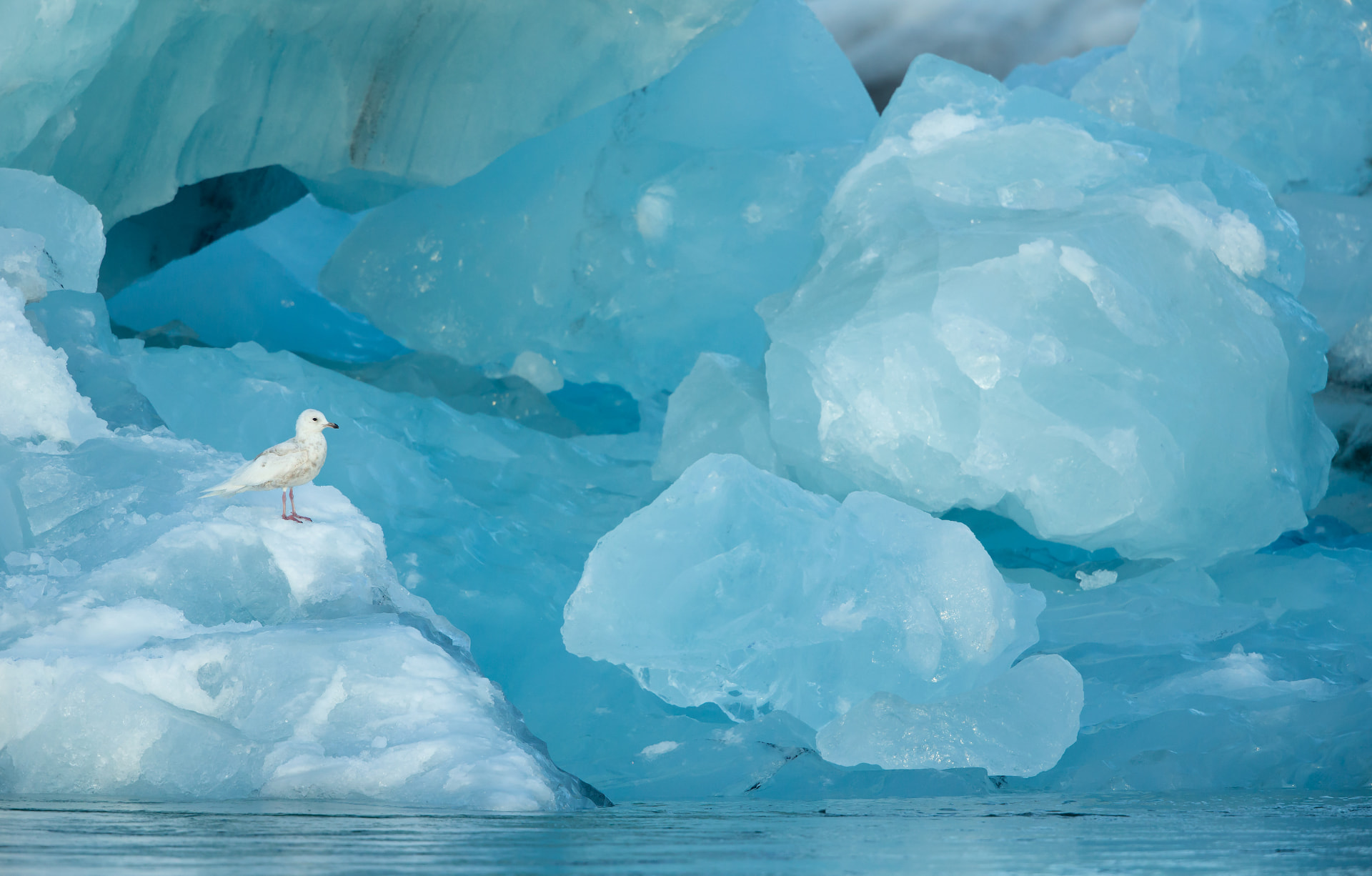 Iceland Gull and Blue Ice