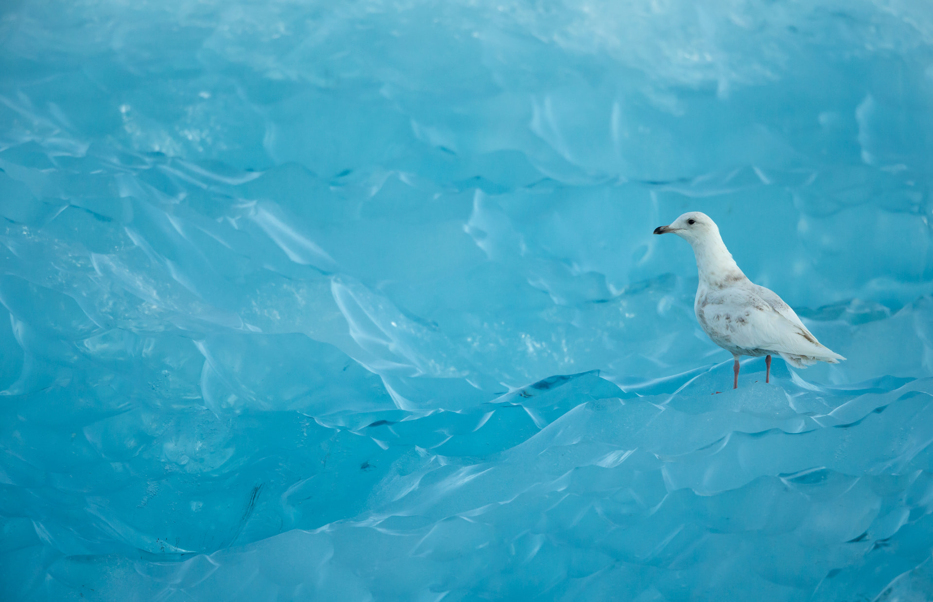 Iceland Gull and Blue Ice