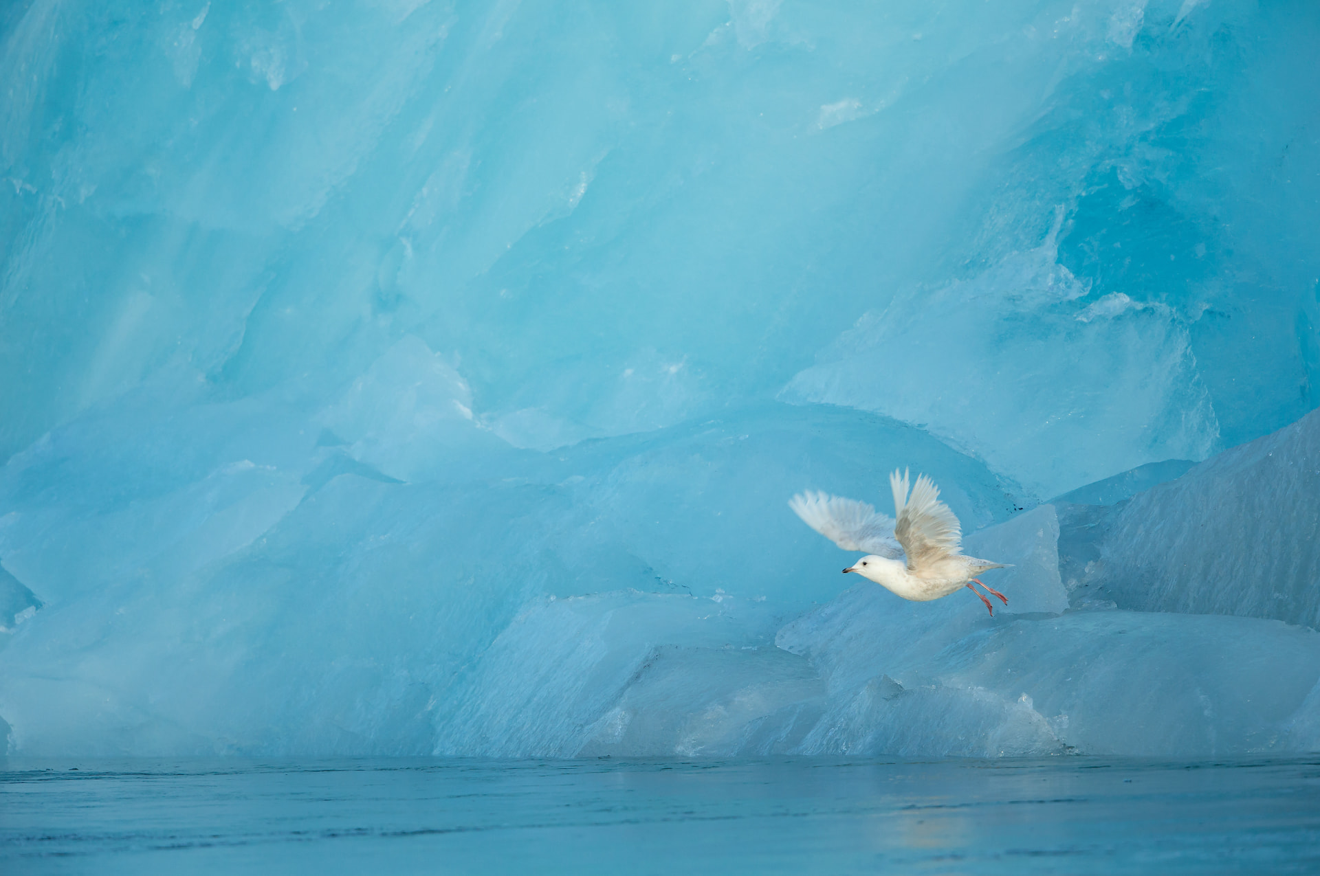 Iceland Gull and Blue Ice