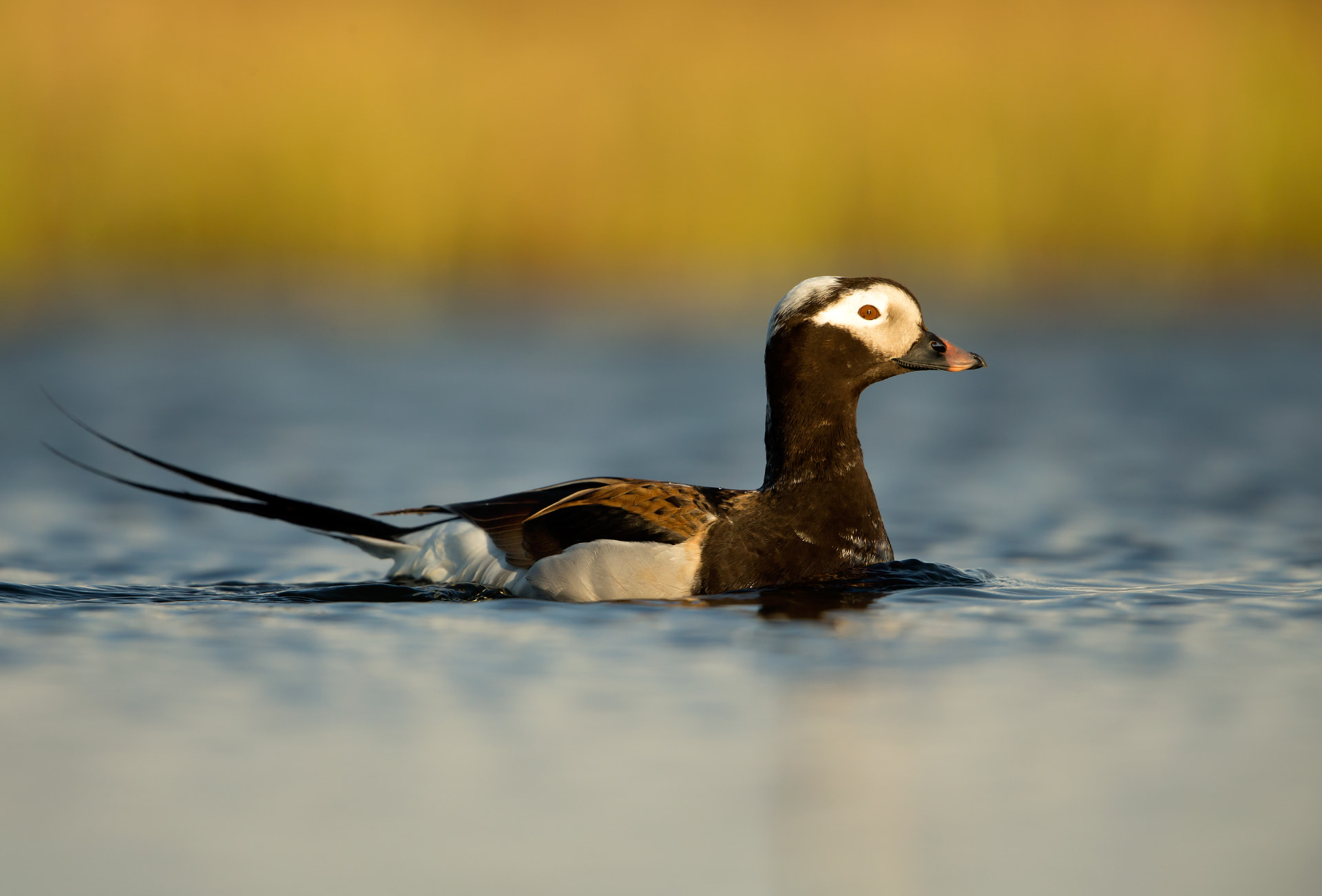 Long Tailed Duck
